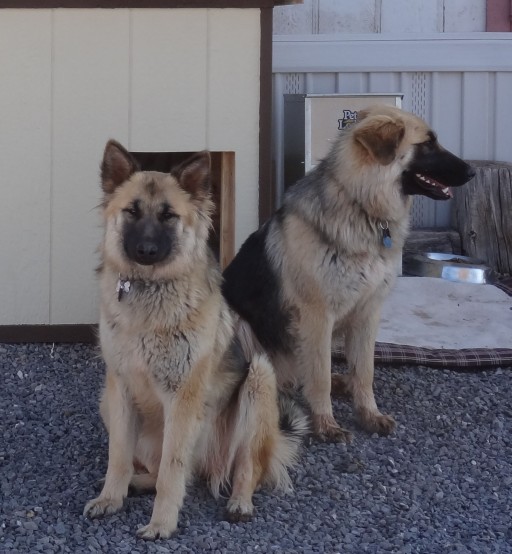 Allison's guard dogs